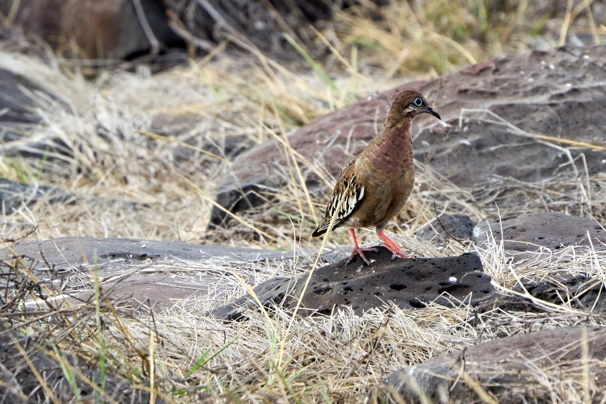 Galapagos Dove - ML646085610