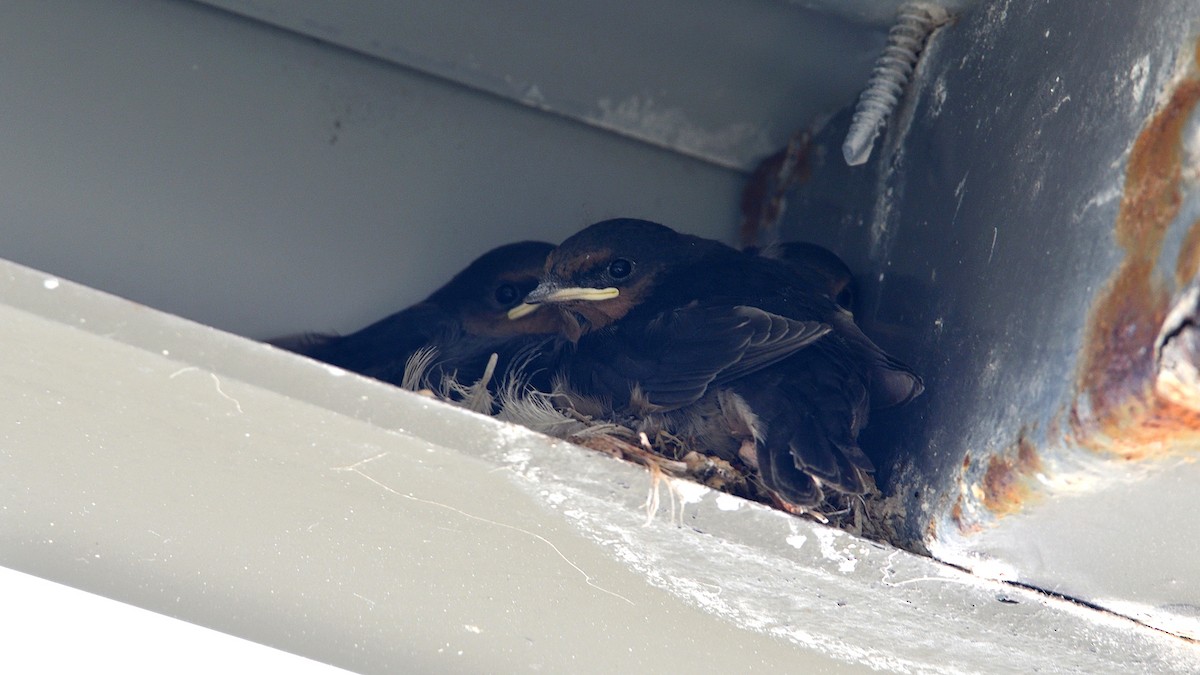 vlaštovka šedobřichá - ML646085611