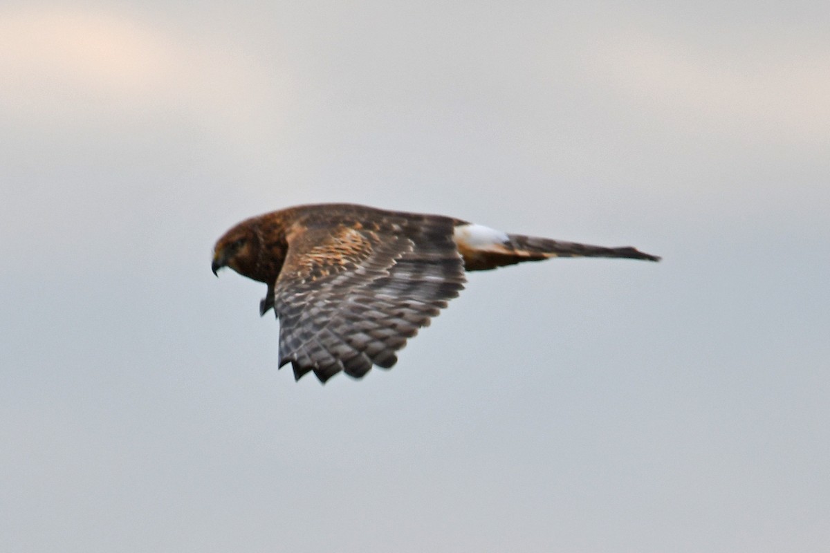 moták severoamerický - ML646085612