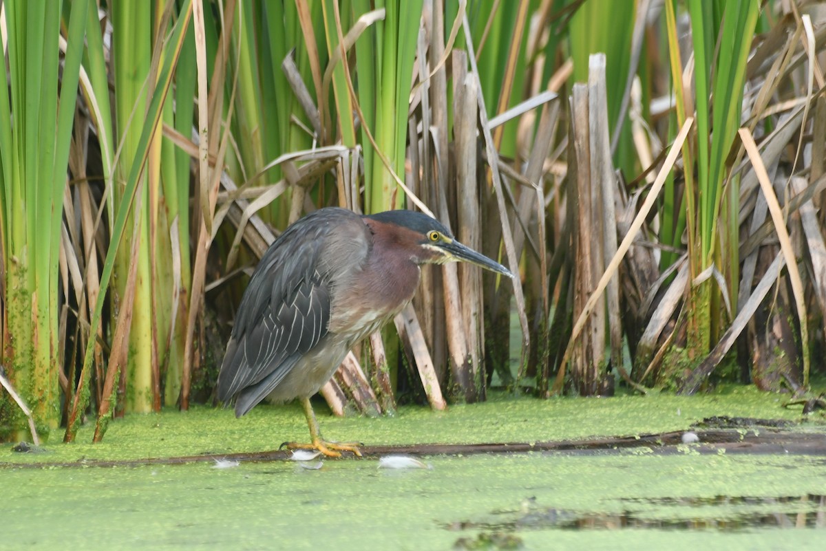 Green Heron - ML646085614