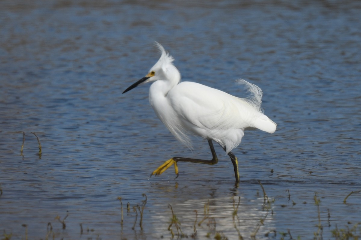 Snowy Egret - ML646085615