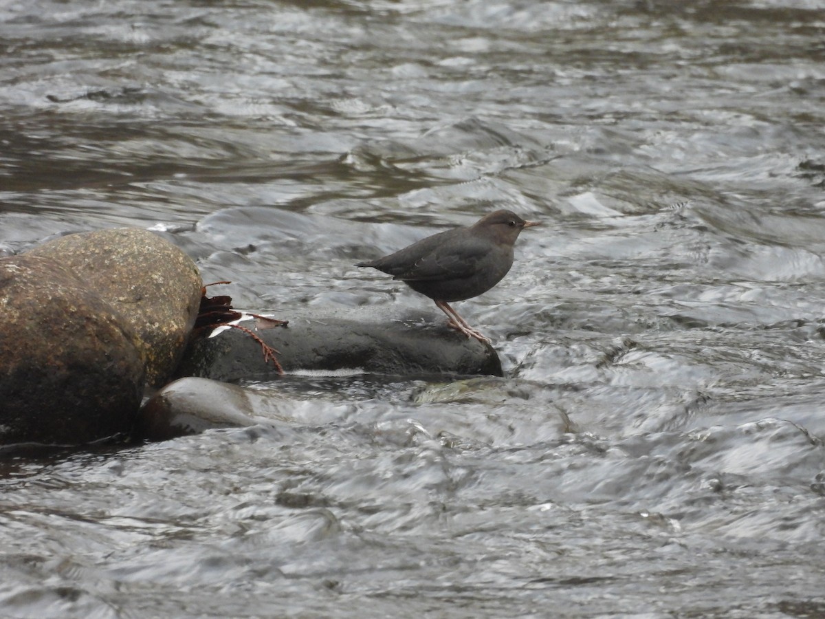 skorec šedý - ML646085616