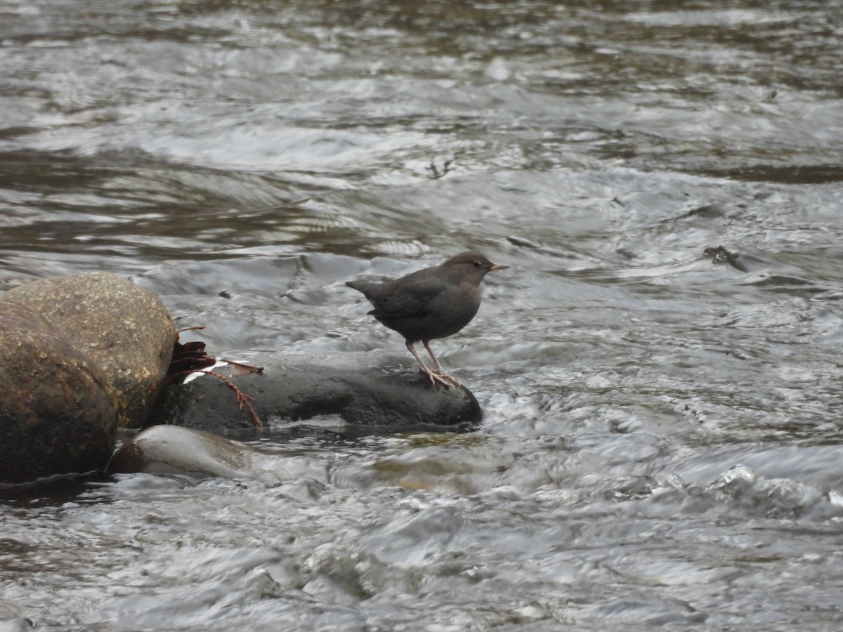 skorec šedý - ML646085617