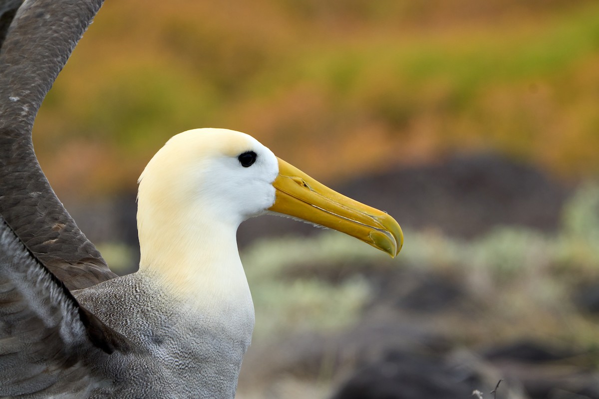 Albatros galapagoarra - ML646085623