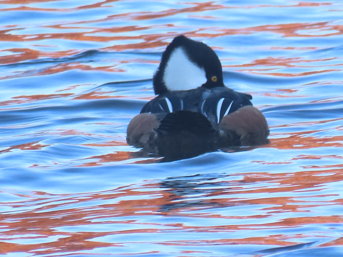 Hooded Merganser - ML646085624