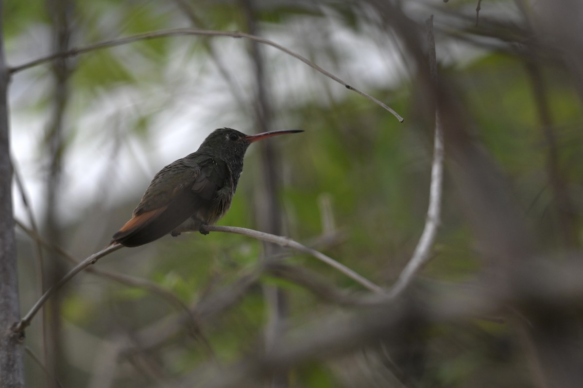 Buff-bellied Hummingbird - ML646085629