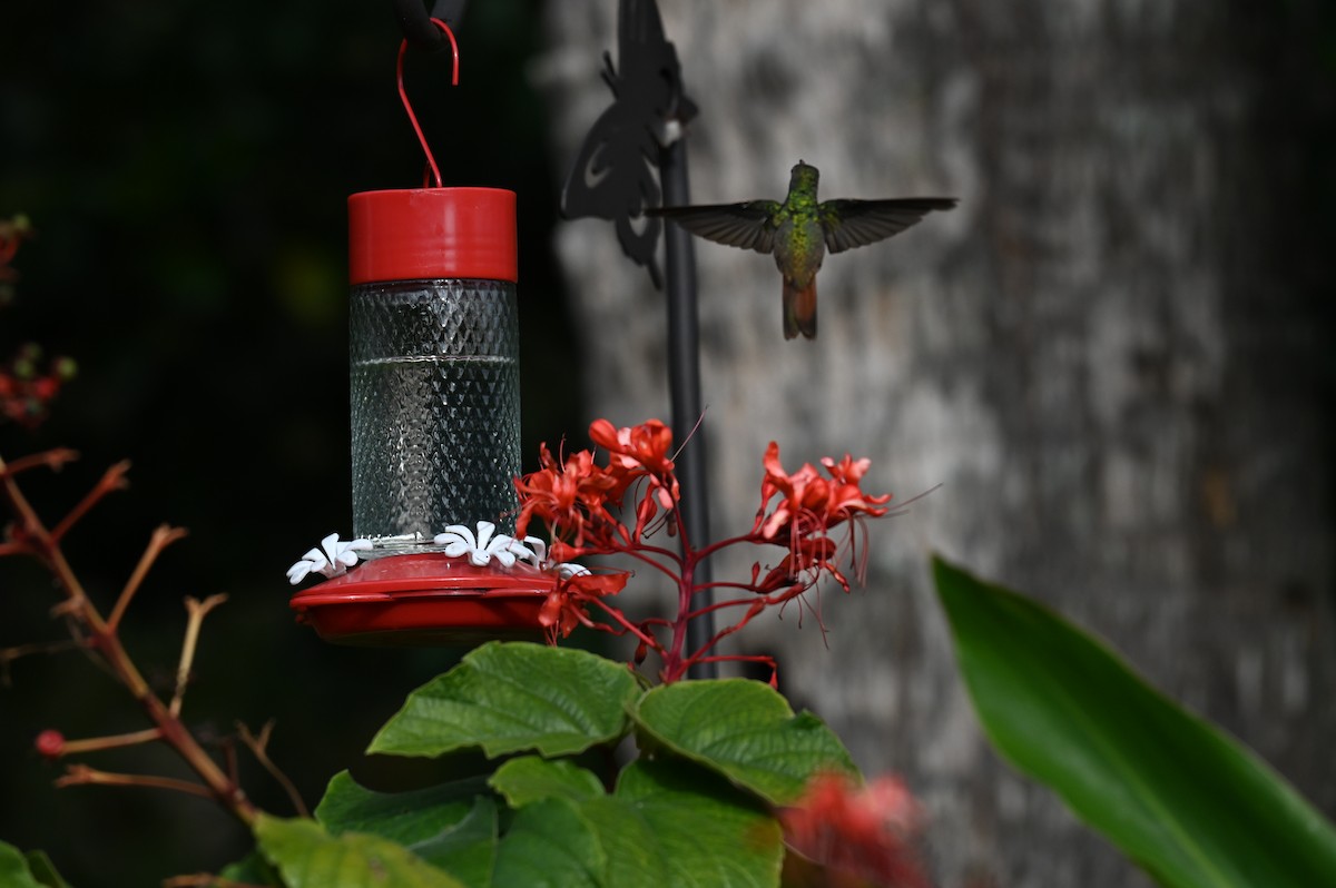 Buff-bellied Hummingbird - ML646085630