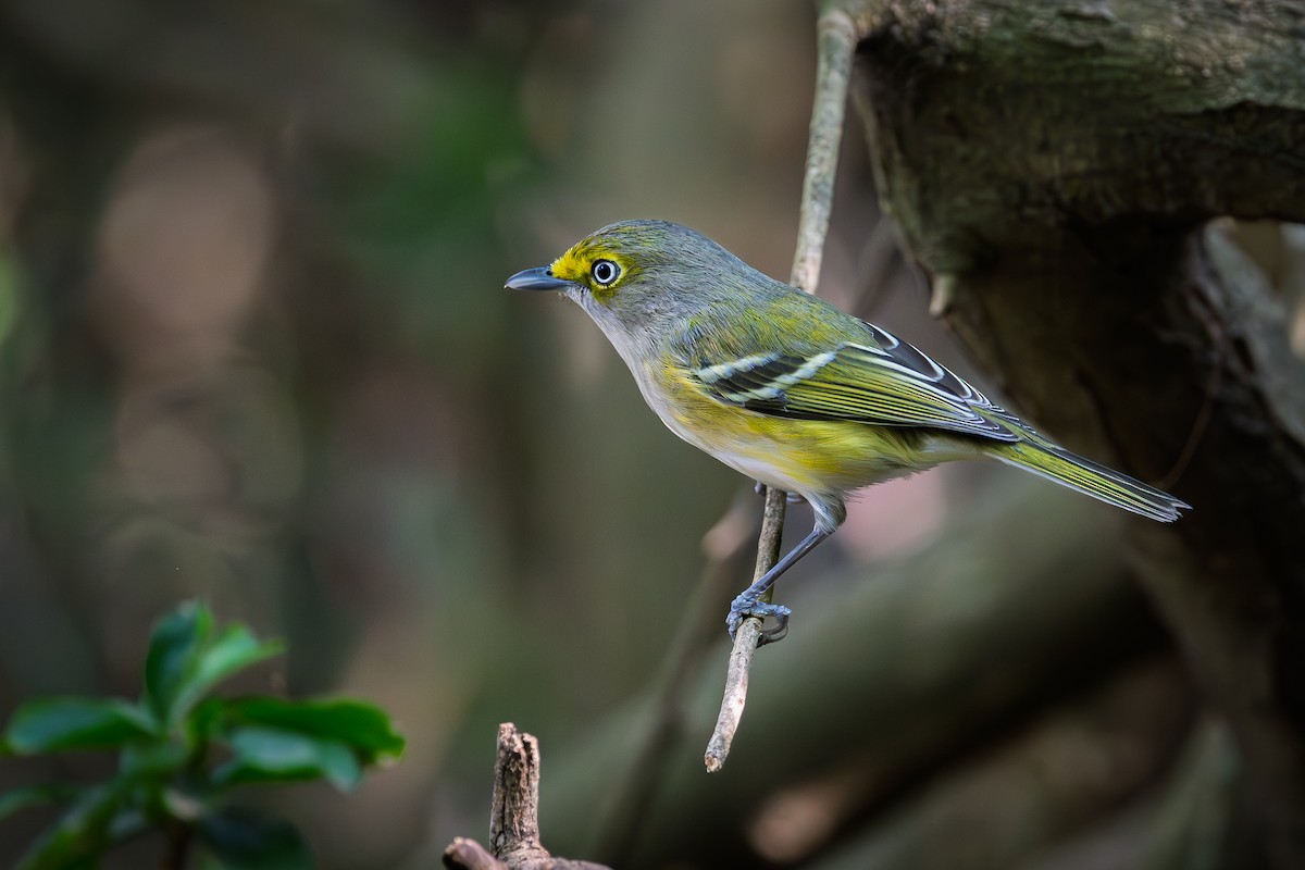 zelenáček bělooký - ML646085632