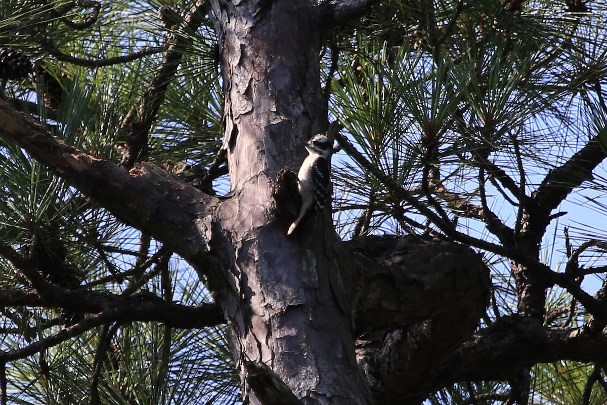 Downy Woodpecker - ML646085633
