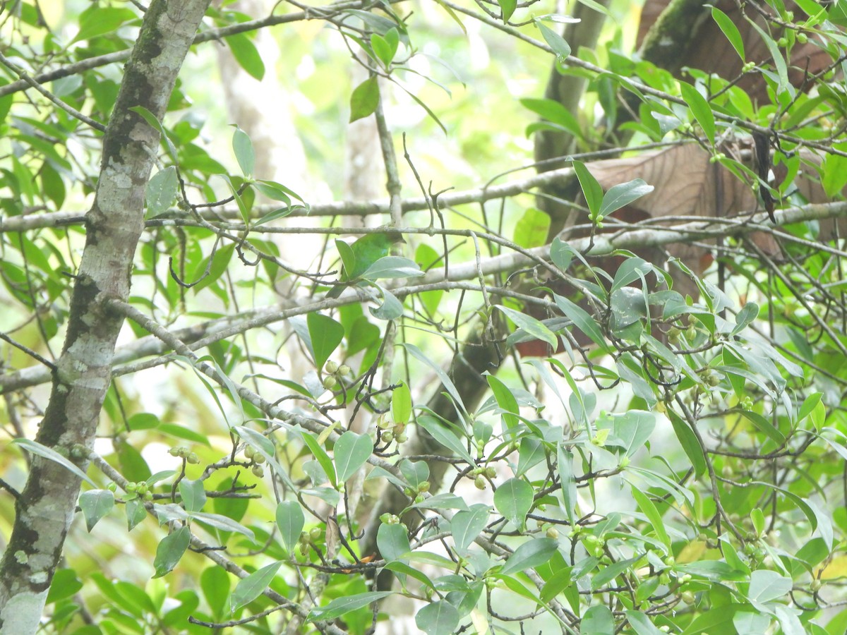 Rufous-winged Tanager - ML646085638