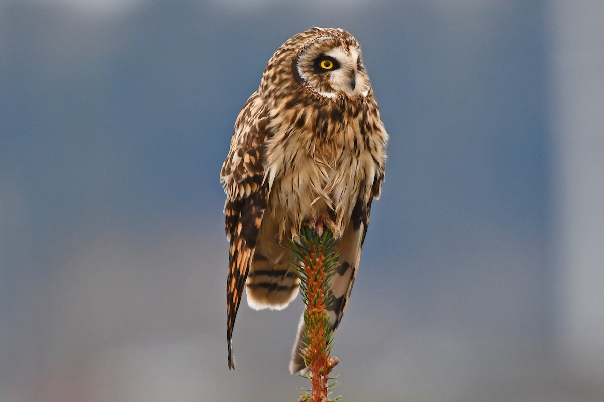 Zingira-hontza - ML646085647