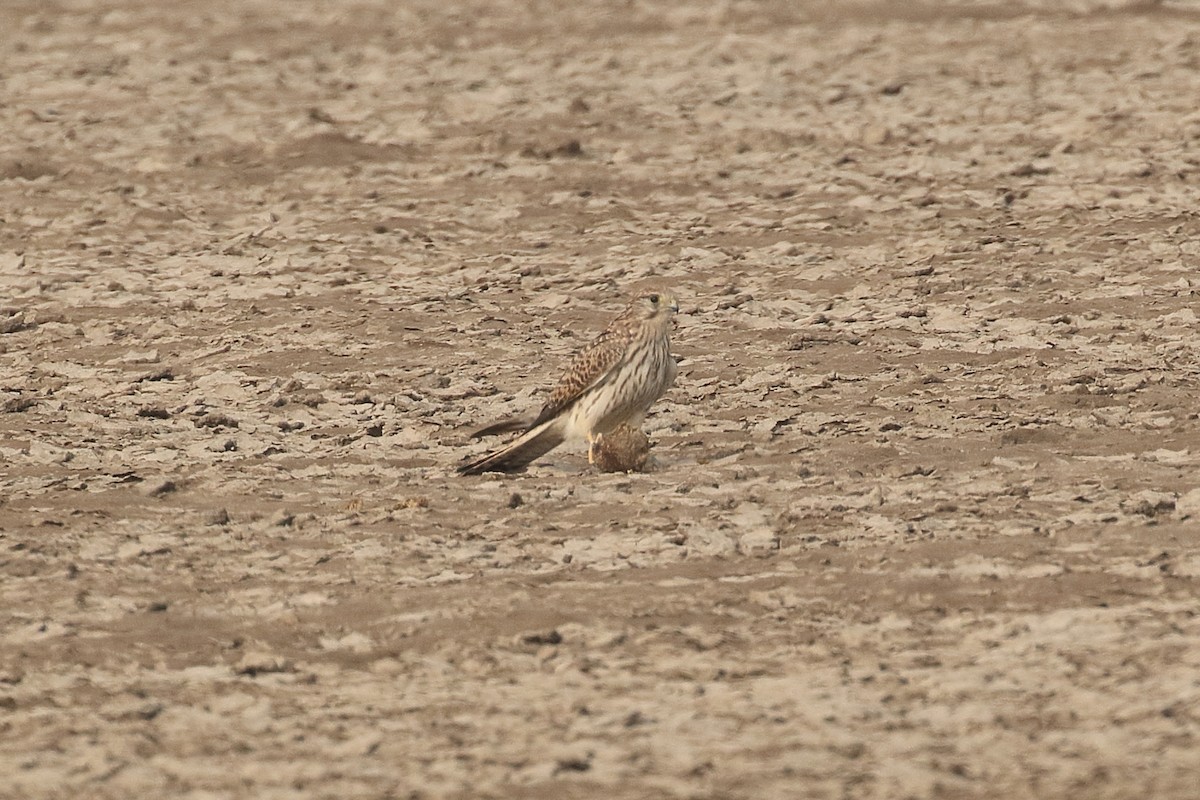 בז מצוי - ML646085648