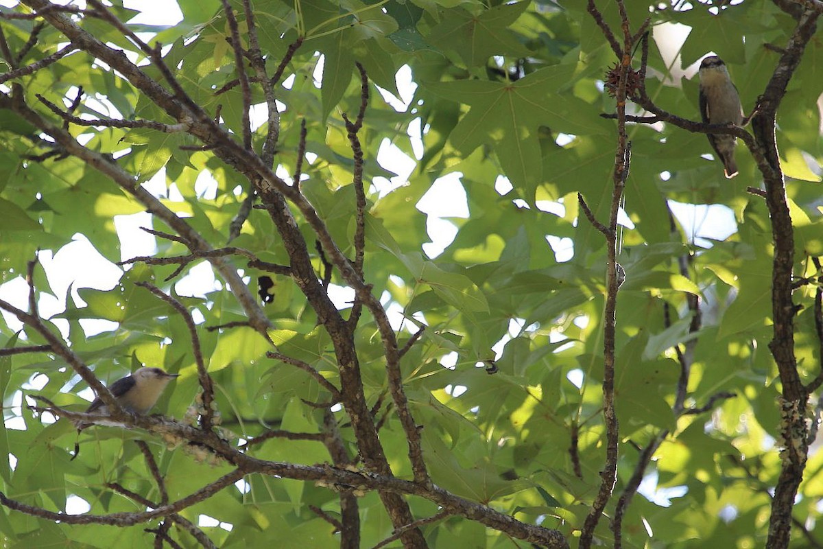 brhlík hnědohlavý - ML646085650