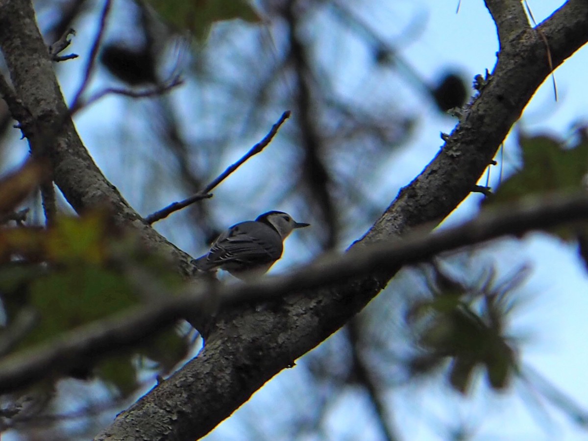 Sittelle à poitrine blanche - ML646085657