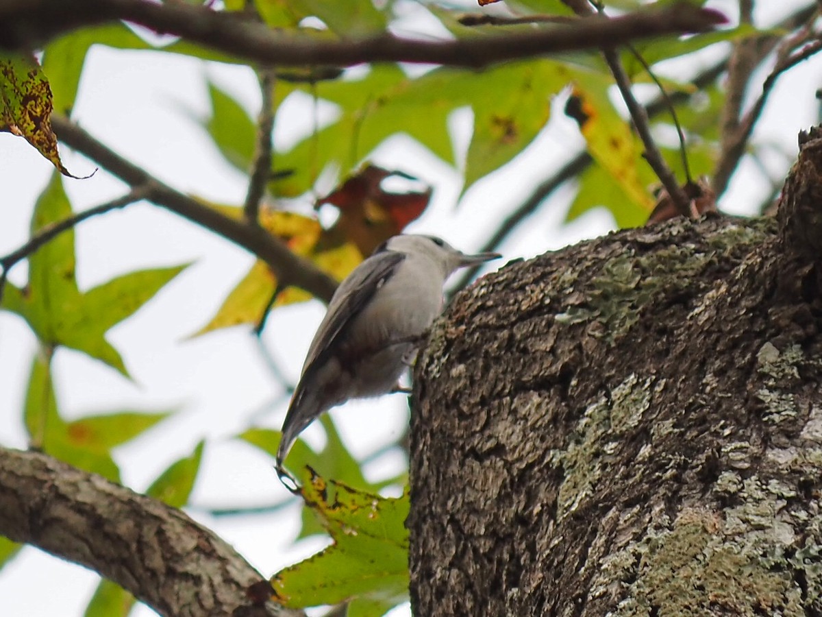 Sittelle à poitrine blanche - ML646085658