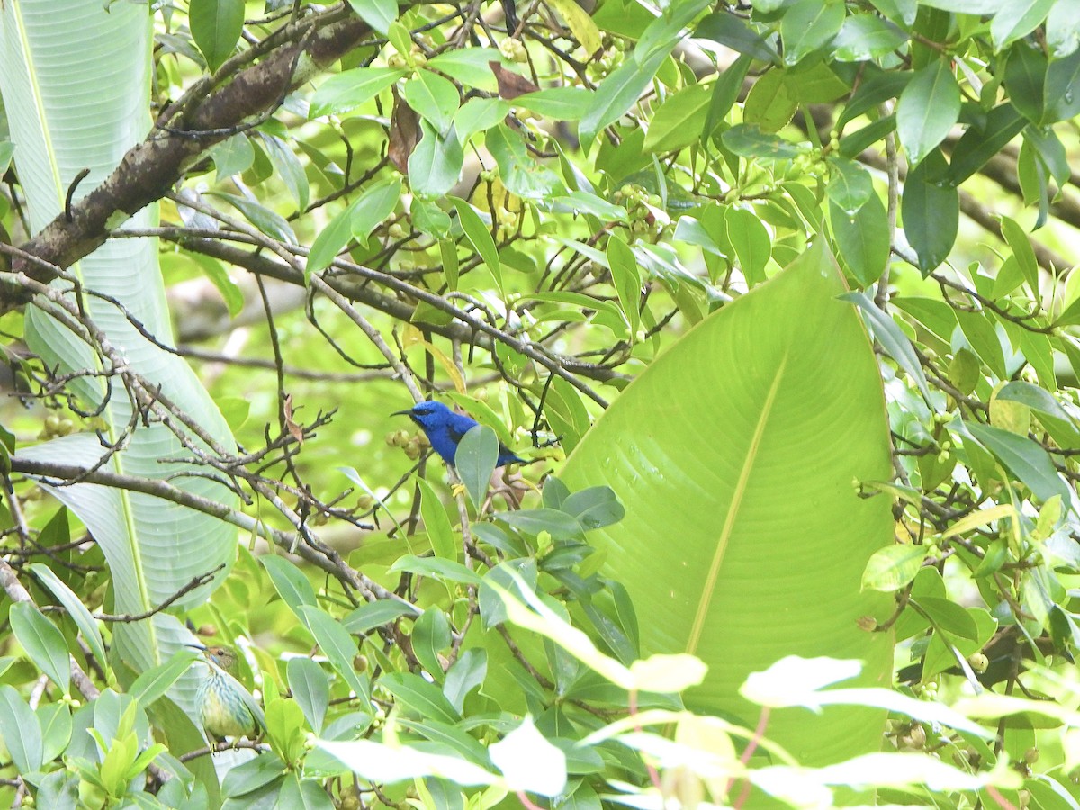 Purple Honeycreeper - ML646085659