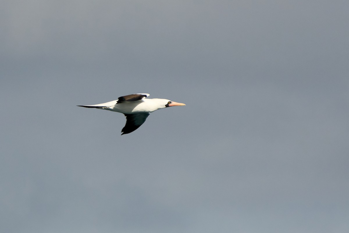 Nazca Booby - ML646085666