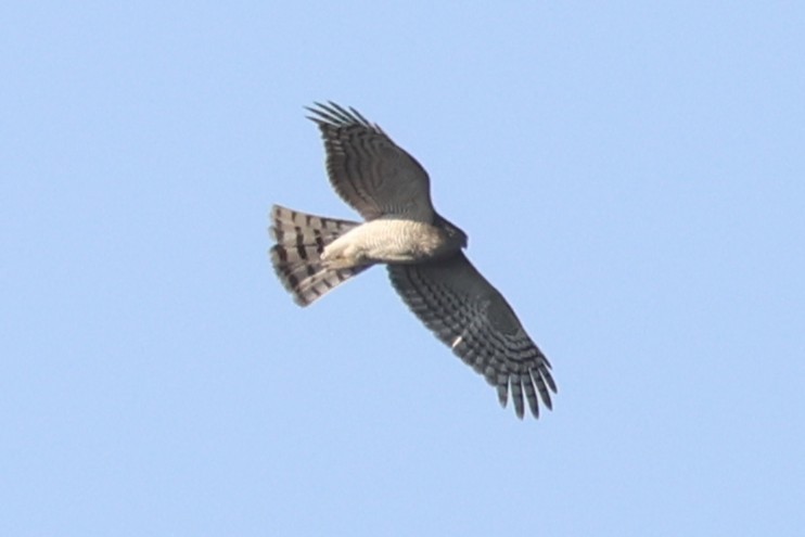 hønsehauk - ML646085667