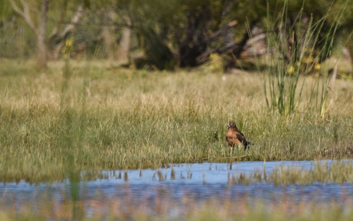 moták severoamerický - ML646085670