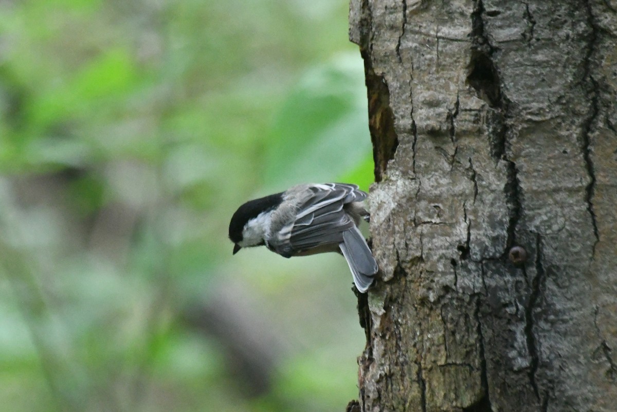 Black-capped Chickadee - ML646085679
