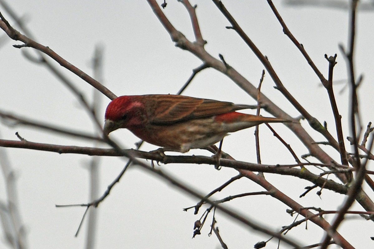 Camachuelo Purpúreo - ML646085701