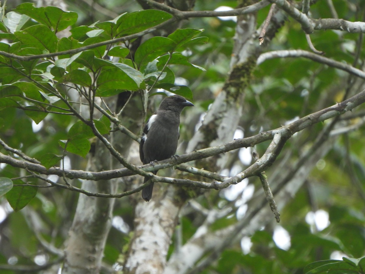 Scarlet-browed Tanager - ML646085703