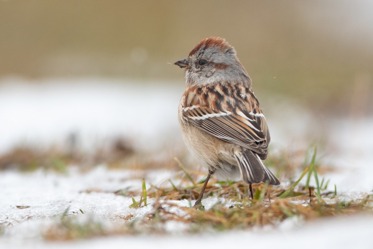 Пасовник північний - ML646085707