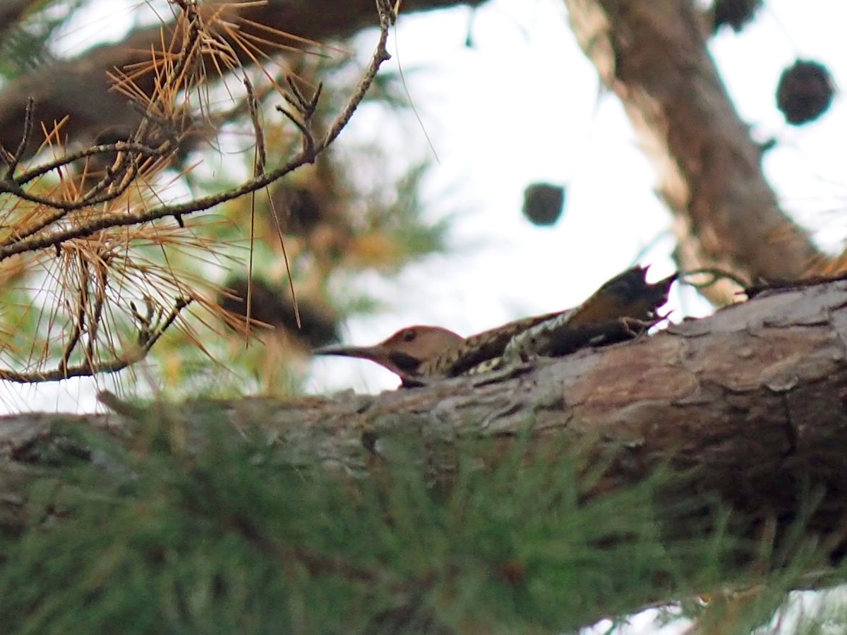 gullspett - ML646085713