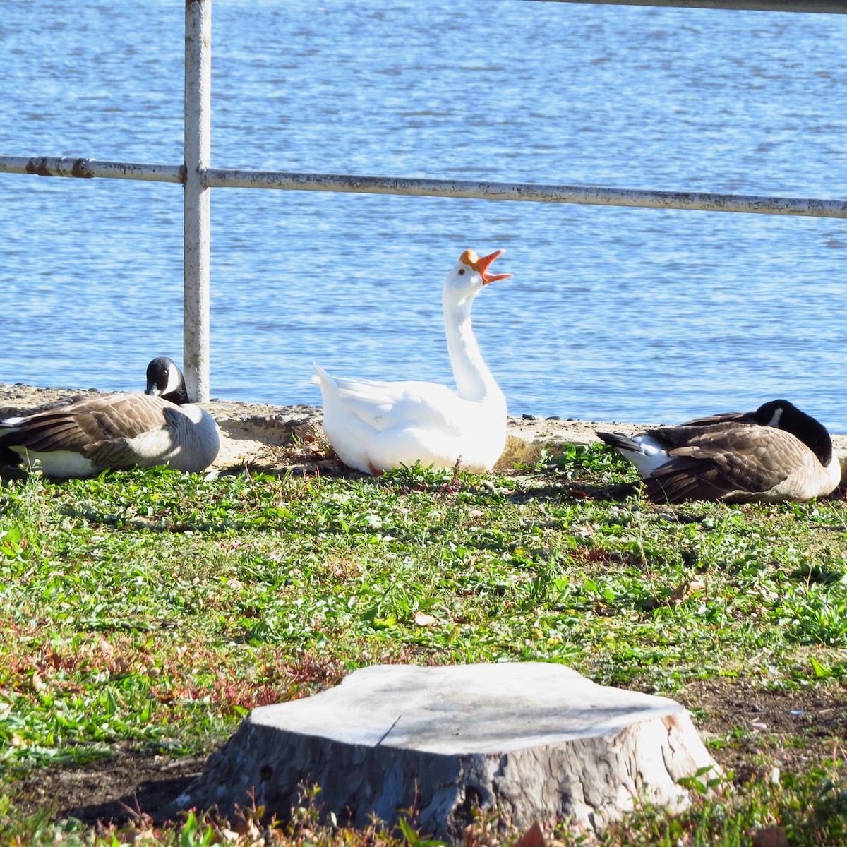 Domestic goose sp. (Domestic type) - ML646085715