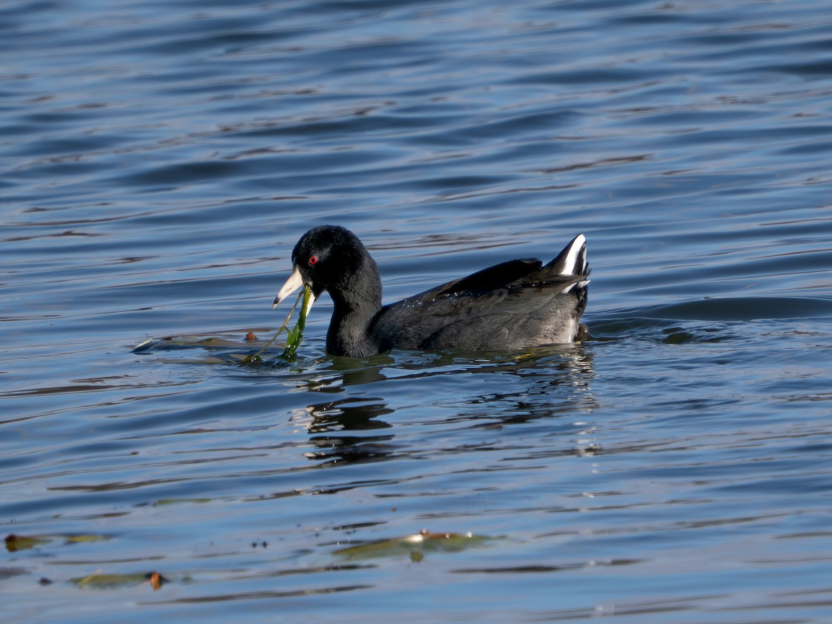 Foulque d'Amérique - ML646085719