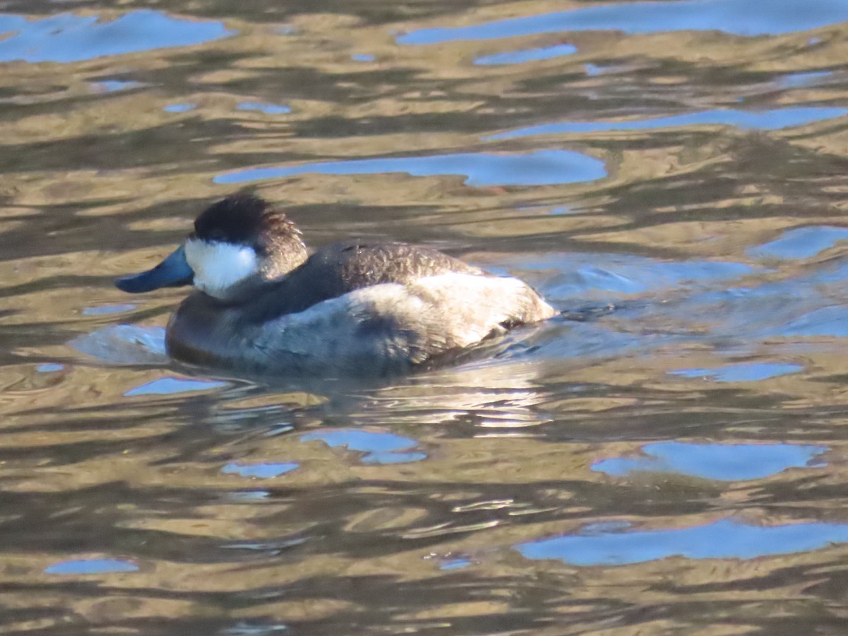 Ruddy Duck - ML646085722