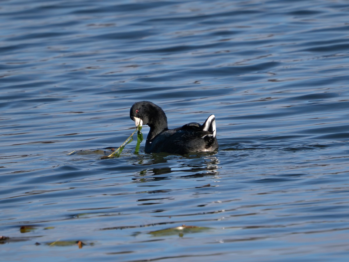 Foulque d'Amérique - ML646085723