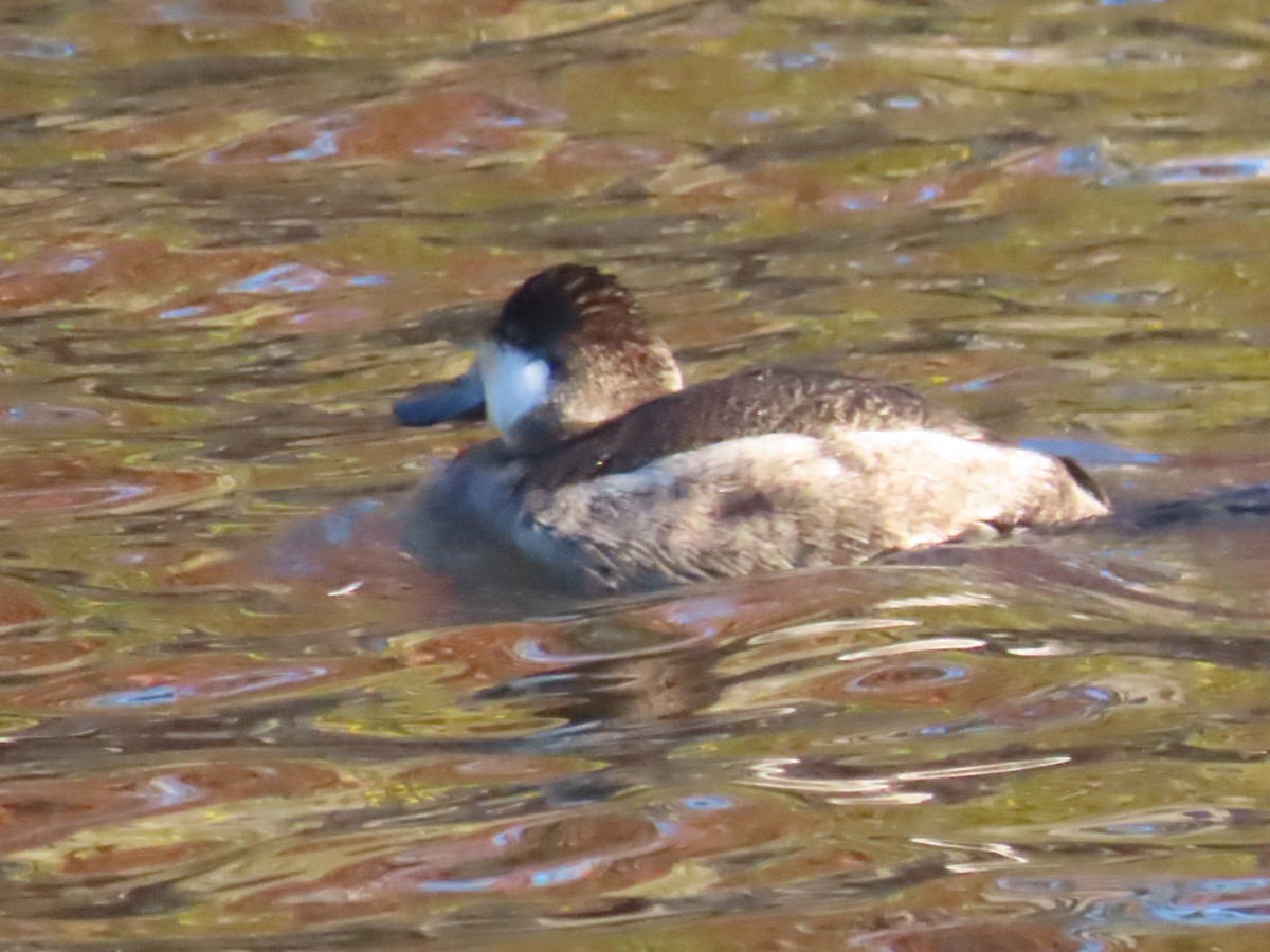 Ruddy Duck - ML646085725