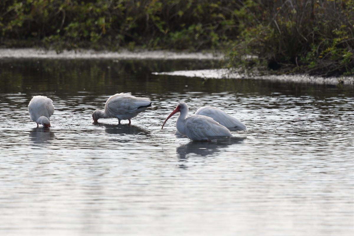 White Ibis - ML646085726