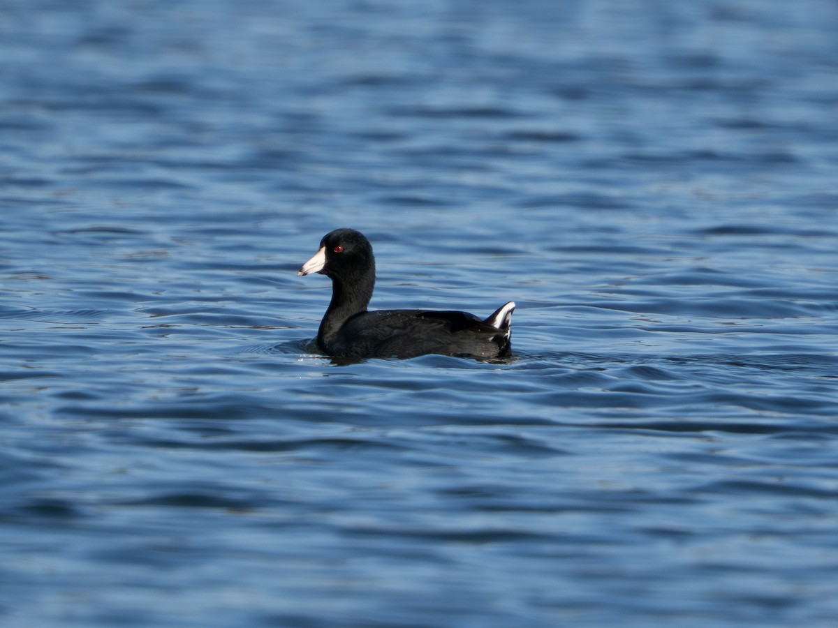 Foulque d'Amérique - ML646085728