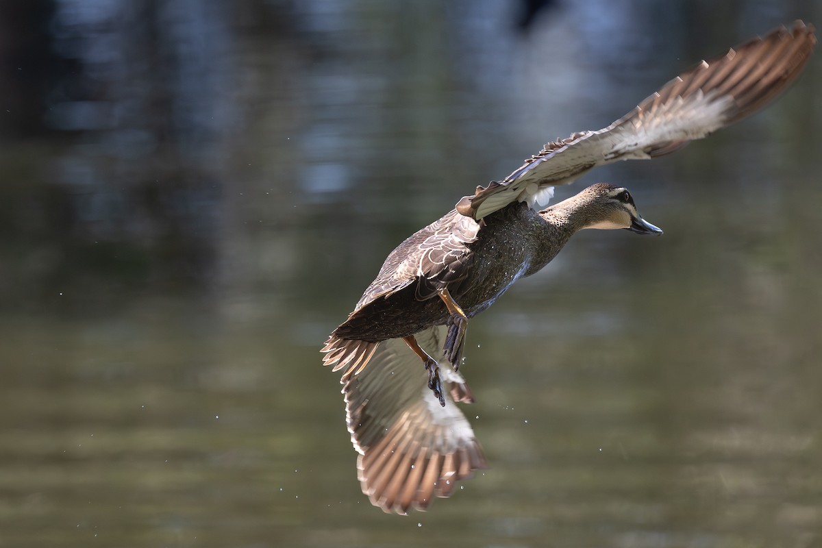 Pacific Black Duck - ML646085740