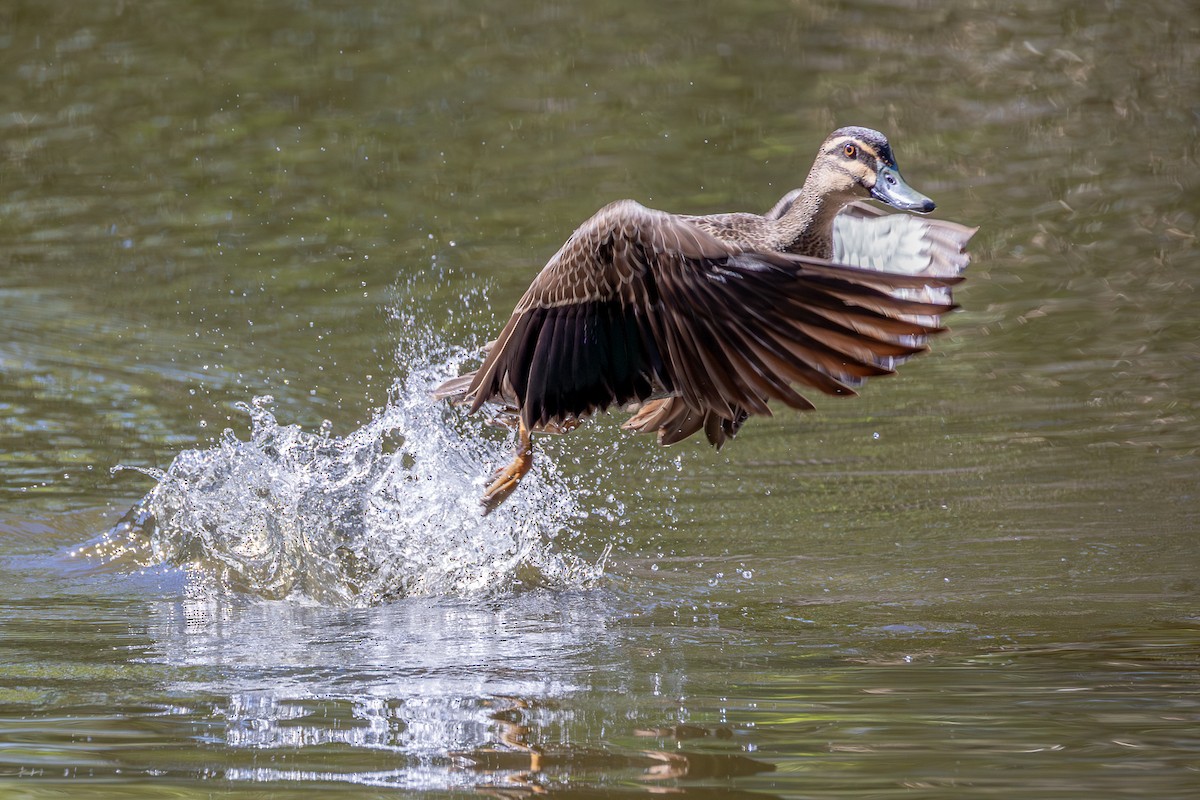 Pacific Black Duck - ML646085741