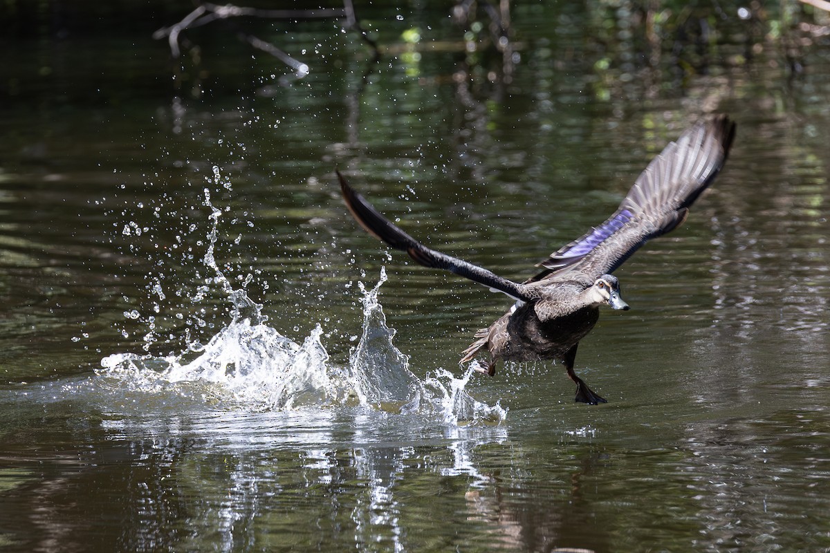 Pacific Black Duck - ML646085742