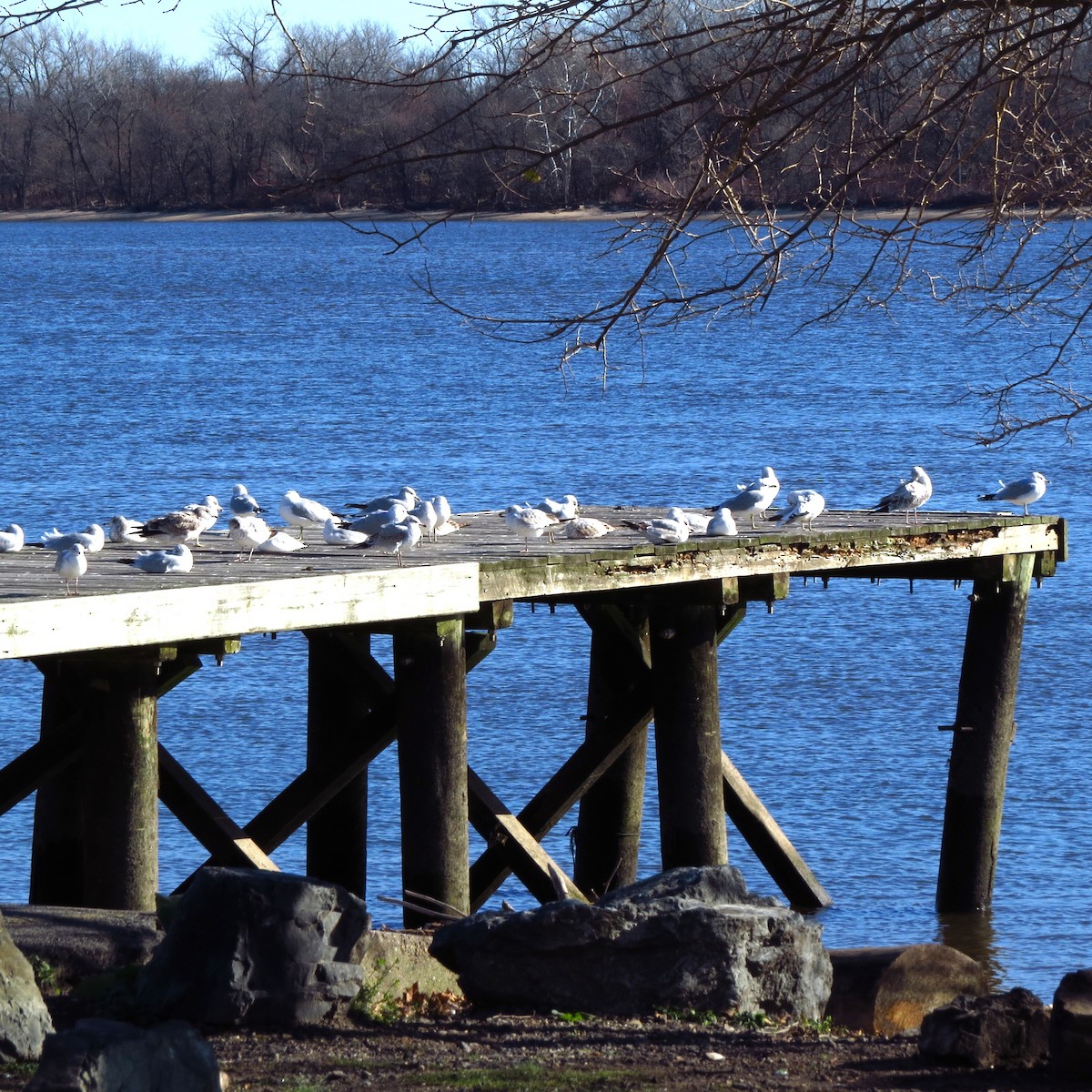 Ring-billed Gull - ML646085745