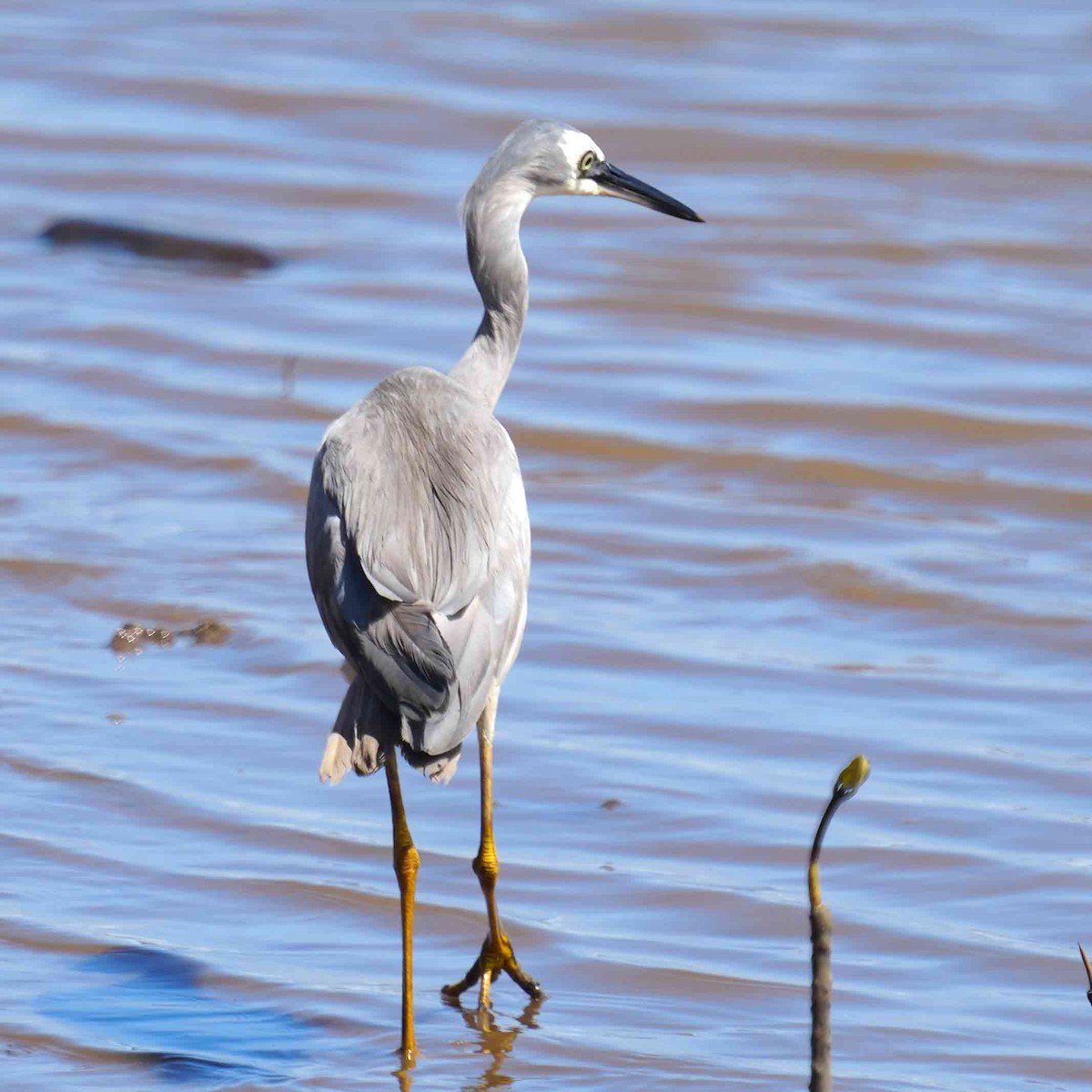White-faced Heron - ML646085746