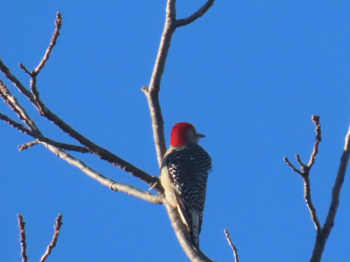 Red-bellied Woodpecker - ML646085753