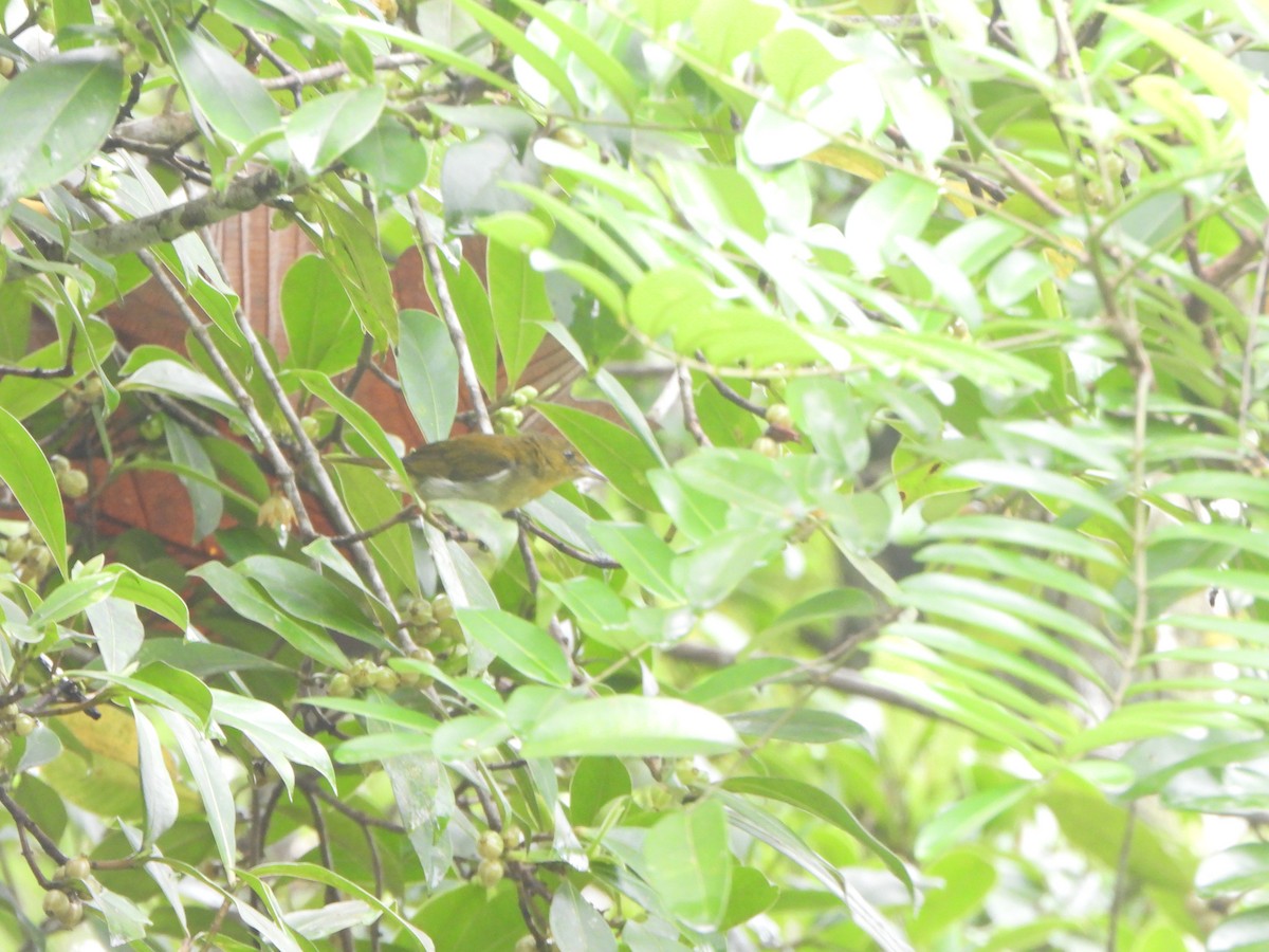 Scarlet-and-white Tanager - ML646085756