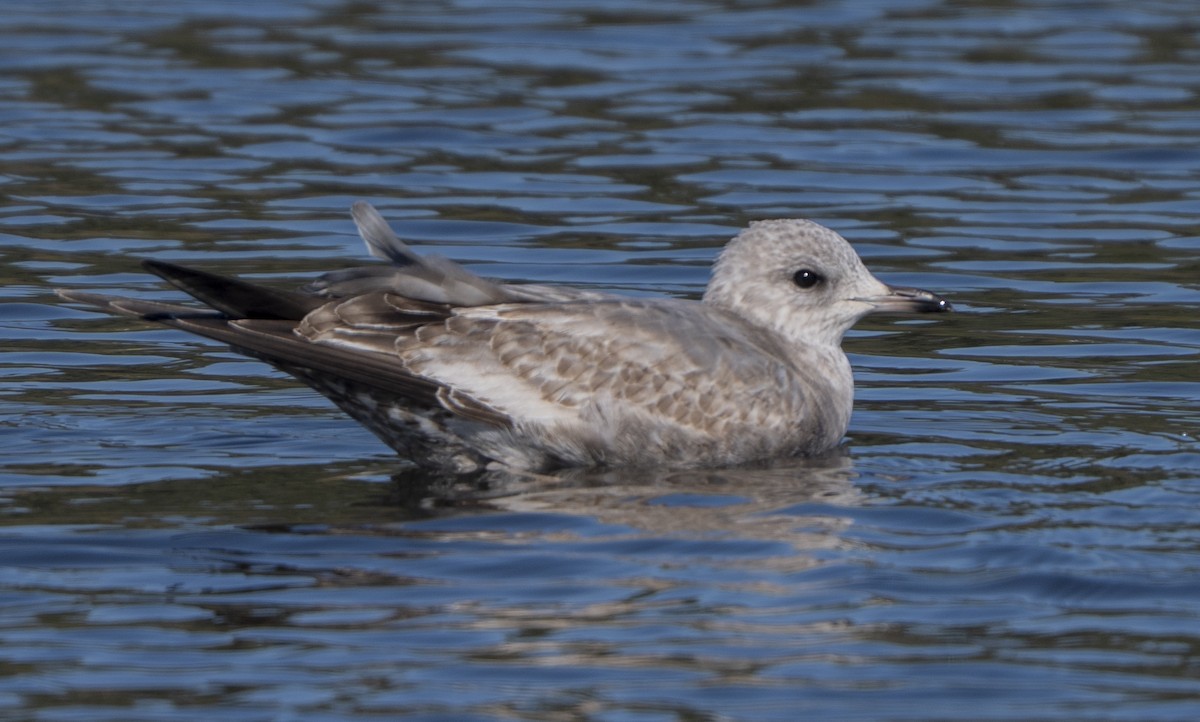 racek aljašský - ML646085757