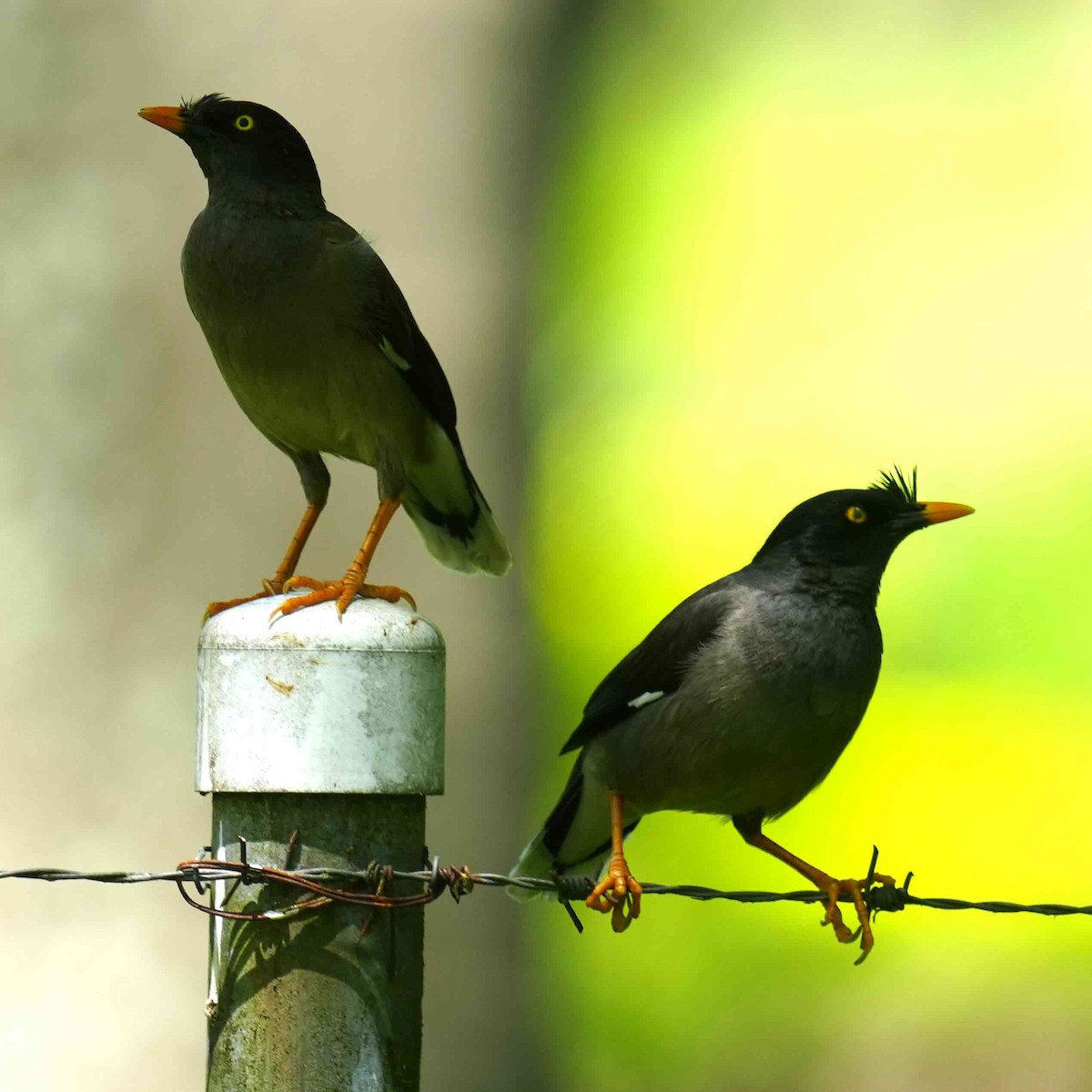 Jungle Myna - ML646085758