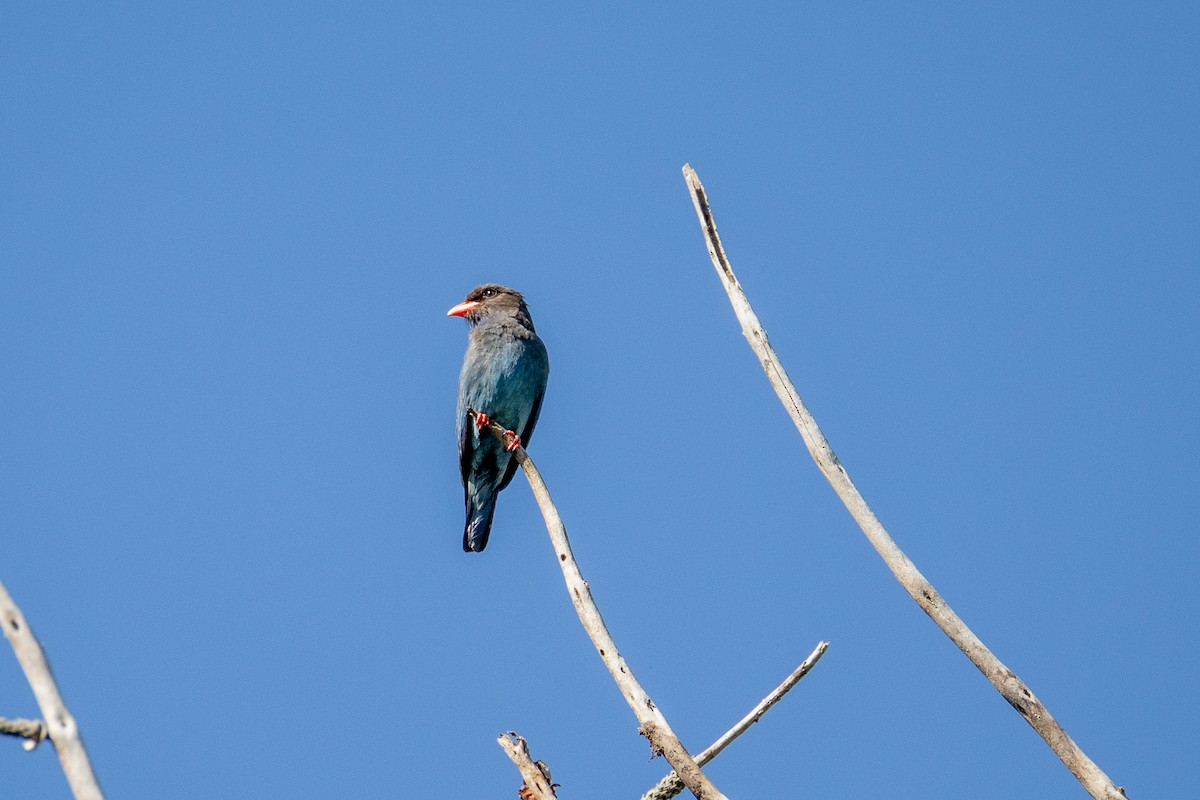 Dollarbird - ML646085761