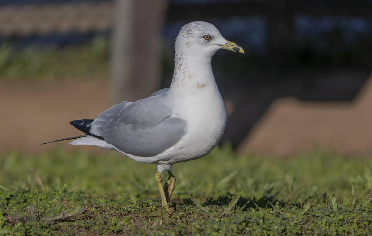 racek kroužkozobý - ML646085772