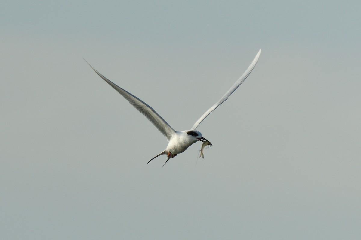 Forster's Tern - ML646085775