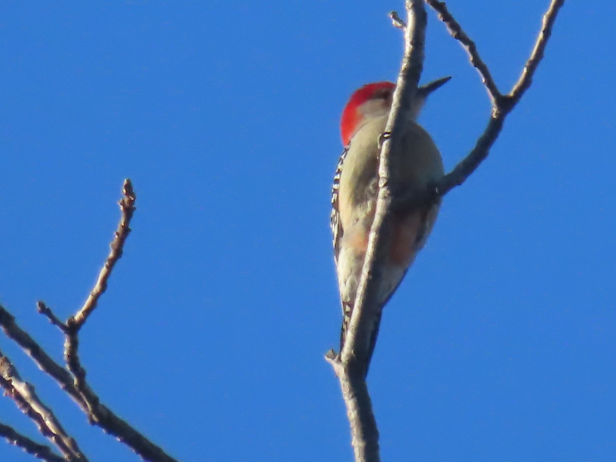 Red-bellied Woodpecker - ML646085777