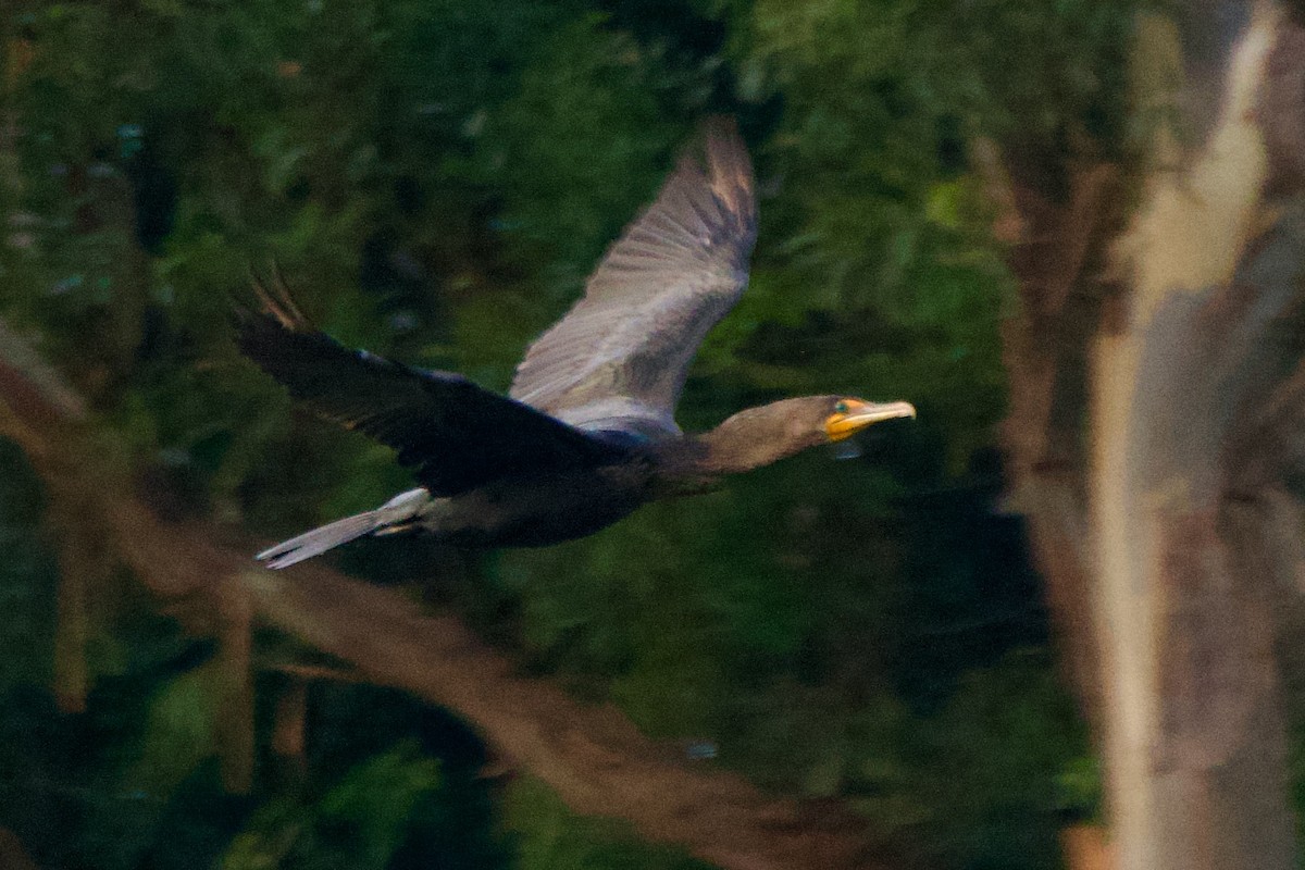 Double-crested Cormorant - ML646085778