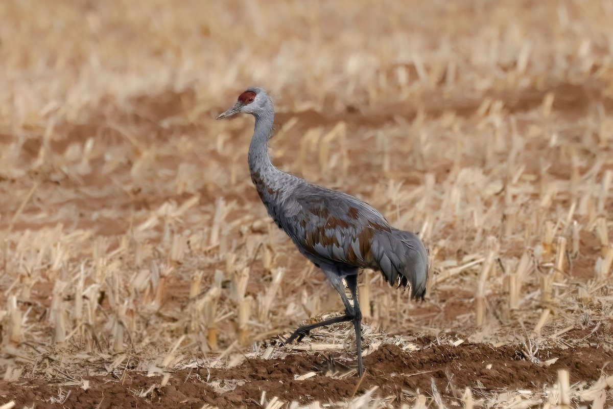 Sandhill Crane - ML646085781